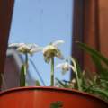 Galanthus floropleno
