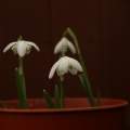 Galanthus floropleno