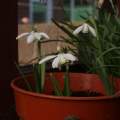 Galanthus floropleno