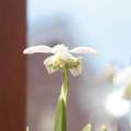 Galanthus floropleno