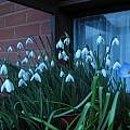 Snowdrops