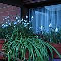 Snowdrops