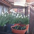 Snowdrops