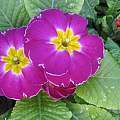 Primroses