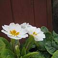 Primroses