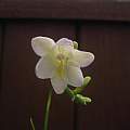 Freesia, 2021 Mar 7 12:36