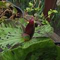 Trillium, 2021 Mar 7 12:36